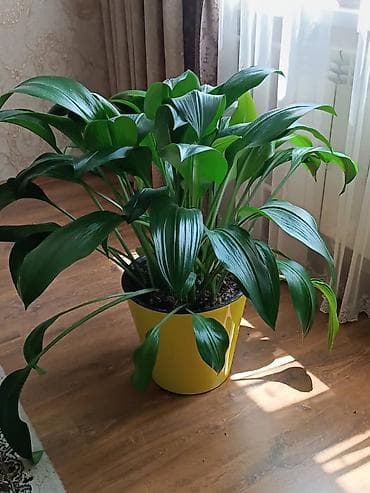 Дом и сад: Растения для офиса и дома.Аспидистра (Aspidistra elatior) в — 2