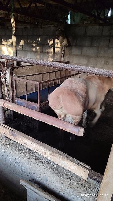 для баран: Продаю | Баран (самец) | Арашан | Для разведения | Племенные — 5