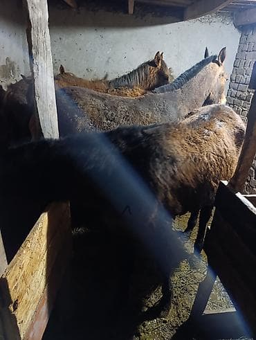 польша лошадь: Продаю | Кобыла (самка) | Для разведения — 1