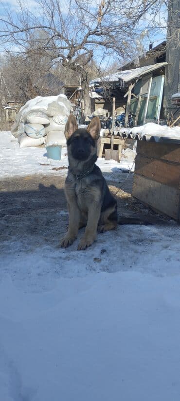 Продажа собак: Немецкая овчарка, 3 месяца, Самка, С прививкой — 4