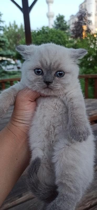 британцы котята: Британские короткошерстные котята с голубыми глазами, окраса поинт — 2