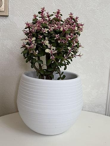 Суккулент «Крестовник (Portulacaria afra) вариегатная форма» в