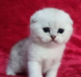 мышык фото: Скотиш Фолд (Шотландиялык шалпаң кулак), 2 айлык, Эркек, Күмүш өңдүү шиншилла — 2