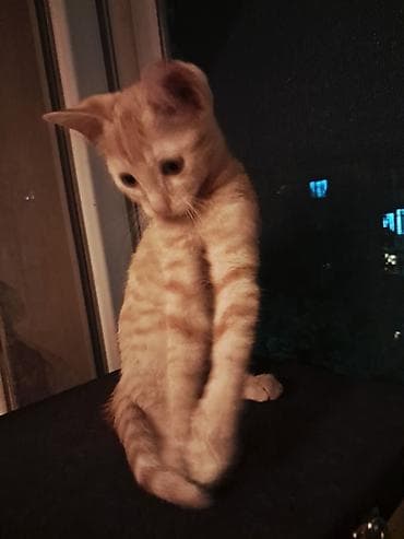 кошка порода: Беспородная, 3 месяца, Мальчик, Рыжий, Приучена к лотку — 4