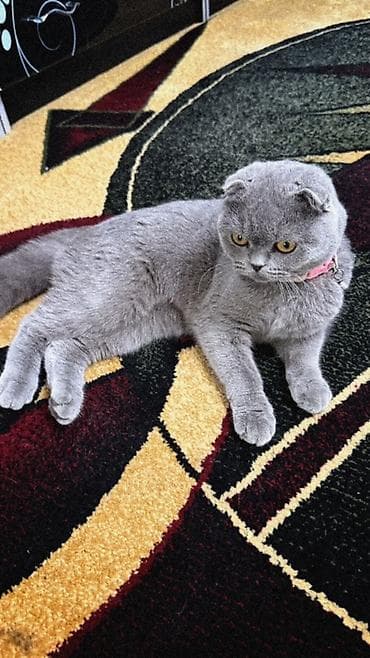 кой сатып алам бишкек: Шотландская вислоухая кошка (Scottish Fold), окрас голубой (плотный — 2