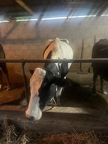 животные карова: Продаю | Корова (самка) | Голштин | Для молока | Племенные — 2