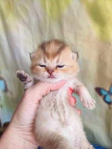 бенгальские котята в дар: РАНЕЕ БРОНИРОВАНИЕ!!! Пушистый котёнок с золотистым окрасом шиншилла — 1