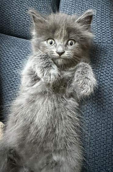 Рэгдолл, 2 месяца, Девочка, Серый, Приучена к лотку