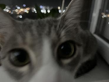 корм для котят: Мальчик, Приучена к лотку, Проглистована, С прививками — 3