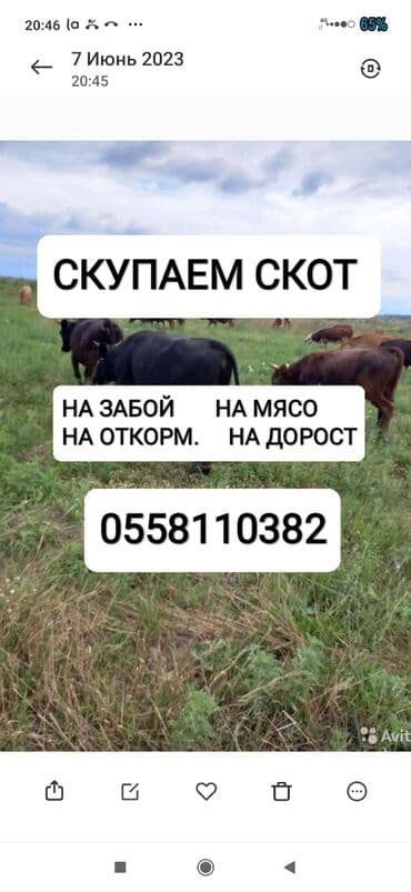 дом животных: Куплю | Коровы, быки, Лошади, кони, Другие с/х животные | Круглосуточно, Любое состояние, Забитый — 1