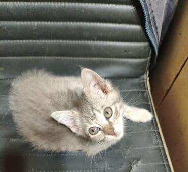 шотландская кошка прямоухая: Котята - скоттиш страйт,окрас - голубой Табби. Родились 7 сентября,к — 26