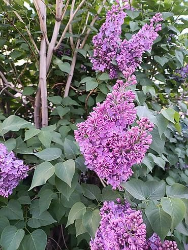 Сирень пурпурно-фиолетовая, крупноцветковая. Большие ветки по 150с и