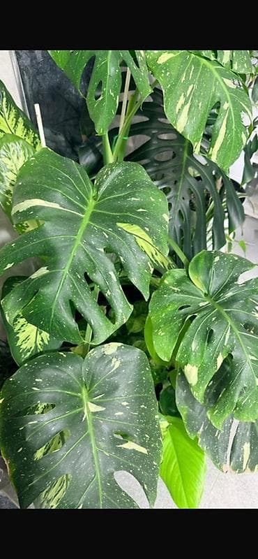 монстера альба купить: Монстера Тайское созвездие 😍 С мощными корнями в отличном новом — 3