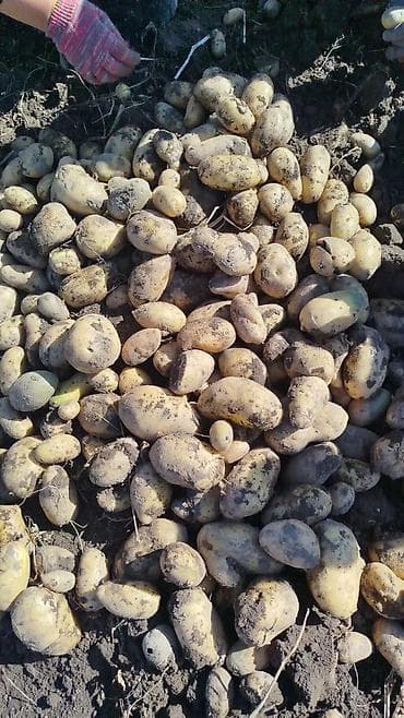 кофе бишкек: Клубника — 3