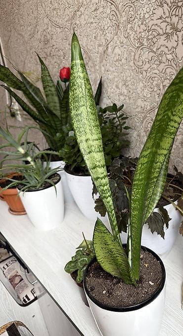 монстера халф мун: Сансевиерия (тещин язык) в декоративном горшке. - Вид: Sansevieria — 2