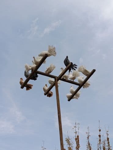 наполнитель для животных: Павлины-голуби (декоративные голуби с «веерным» хвостом) - Порода — 1