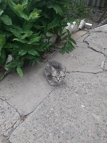 кошка в добрые руки: Котята домашние, разноцветные, игривые. Описание: - Возраст на фото — 2