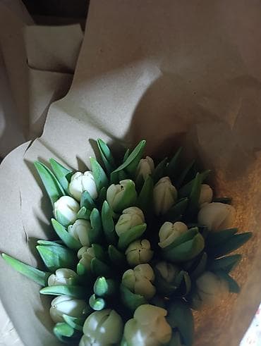 цветок молочай: Букеты из тюльпанов в крафтовой упаковке.за 1 штуку свежие с грядки — 5