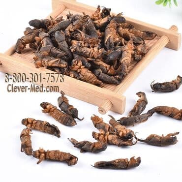 личный кабинет эрсаг кыргызстан: В Китае еще с давних времен используют медведку во благо человека. С — 1