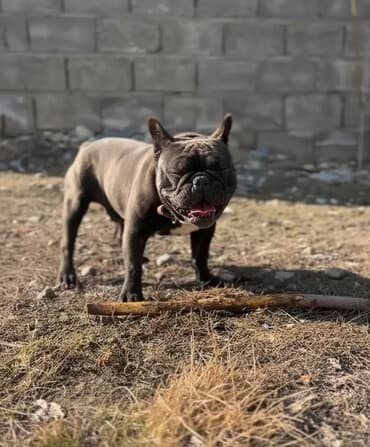 белинский овчарка: Французский бульдог, окрас черный (бриндл) с белой отметиной на груди — 1