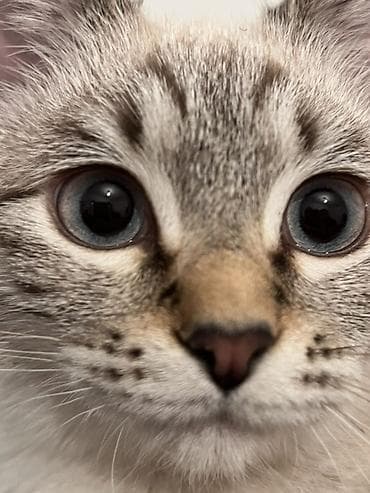 Услуги ветеринара: Питомец: кошка с выразительными голубыми глазами и — 3