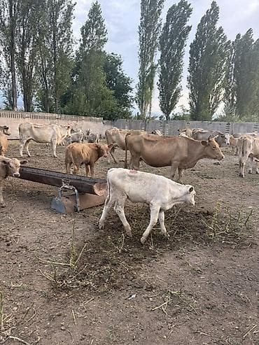 С/х животные и товары: Продаю | Корова (самка), Музоо, торпок | На откорм, Для разведения — 3