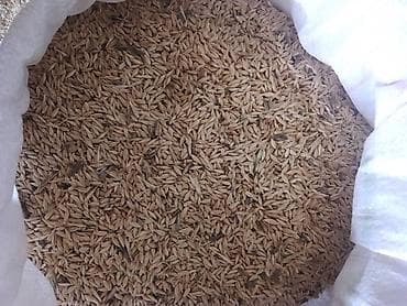 куплю овес: Арпа, буудай сатылат - : овёс (зерно в шелухе). - Назначение: посев — 2