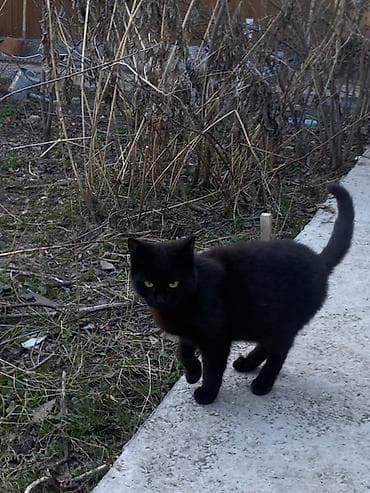 Грызуны: 6 месяцев, Мальчик, Черный — 9