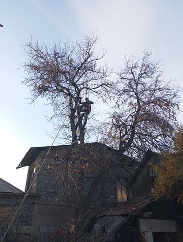 самый лучший эндокринолог рядом просп жибек жолу бишкек: Спил деревьев самых опасных деревьев гарантия -цены приятные как и — 4