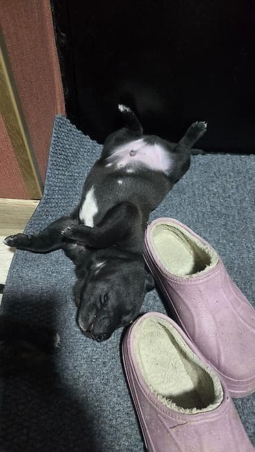 Ит кууту: Щенки метисы (короткошёрстные, тигровый и чёрный окрасы) смесь питбуль — 5