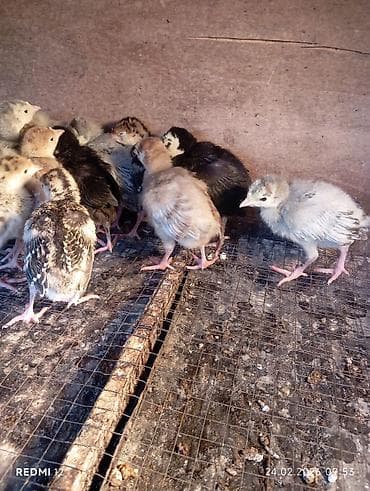 котята токмок: Продам индюшат: голубой аспид, бронза и чёрный принц, 14 февр. вылуп — 1