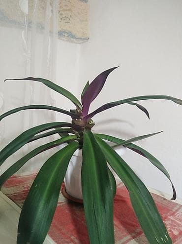 эписция альсобия: Комнатное растение «Рео» (Tradescantia spathacea, синоним Rhoeo — 4