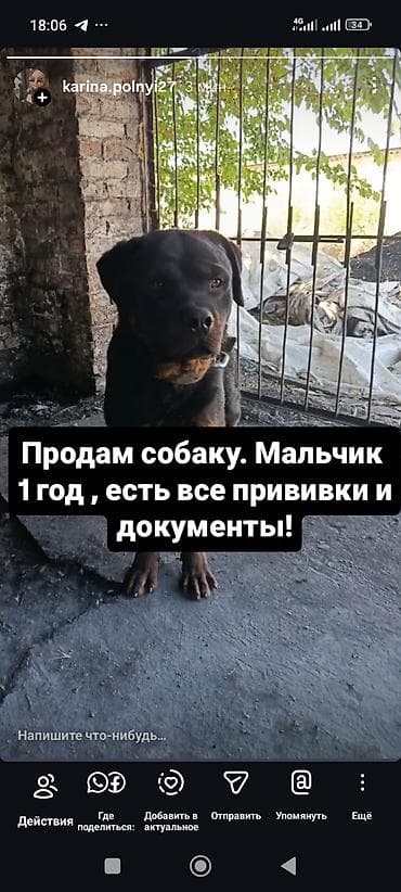 ротвейлео: Ротвейлер, 1 год, Самец, С прививкой — 1