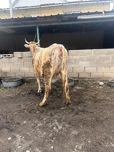 Продаю | Корова (самка) | Привязанные