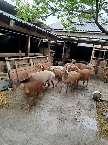 чон: Сатам | Ургаачы кой (ургаачы) | Аргын | Көбөйтүү үчүн | Асыл тукумдуу — 4