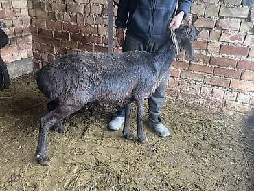 голубая рыбка: Продаю | Баран (самец) | На забой, Для разведения | Матка — 1