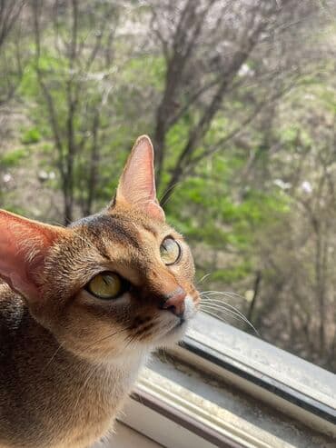 во сколько кастрировать кота: Абиссинская породапродаются котята. к лотку приучены будут.все — 8