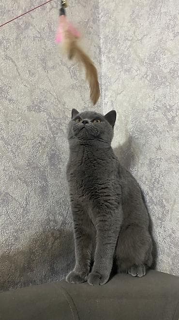 зеппо ножи: Кошка — 2