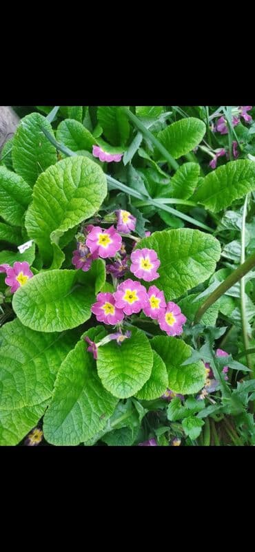 органайзер бишкек: Көчөттөр гүлдүн — 9