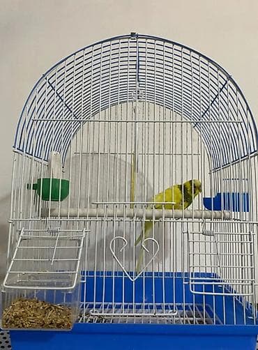 петух цена: Волнистый попугай с клеткой и аксессуарами. Комплектация: - — 1