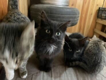 котятя: Срочно отдам за хорошие руки 3 мальчика 1 девочка Котята домашние — 3