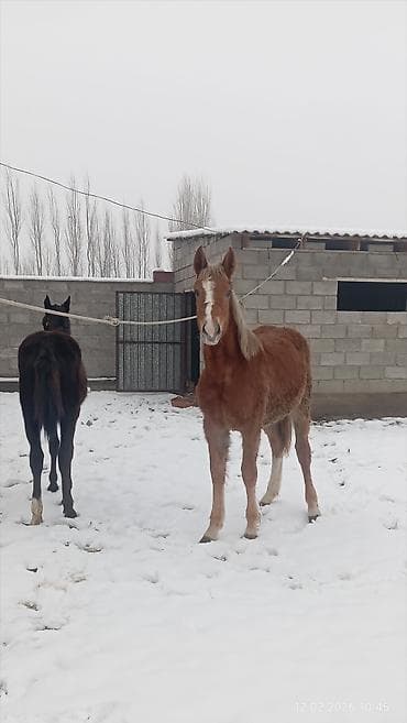 Зоотовары: Продаю | Жеребенок | Для разведения — 1