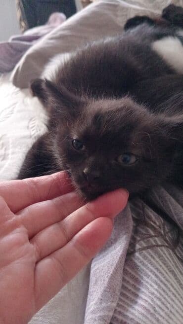 кастрация кота бишкек: Кошка даром: Беспородная, 1 месяц, Мальчик, Приучена к лотку — 6