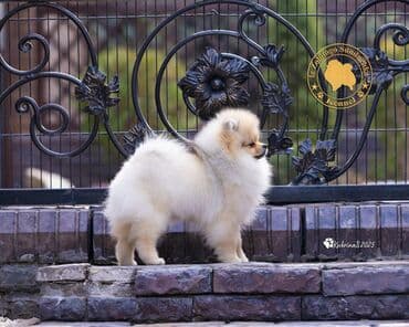 тайган рабочий: Шпиц, 3 месяца, Самец, С прививкой, С родословной — 6