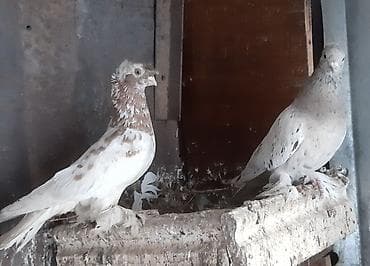 той пудель цена бишкек: Два самца, по 500 сом — 1