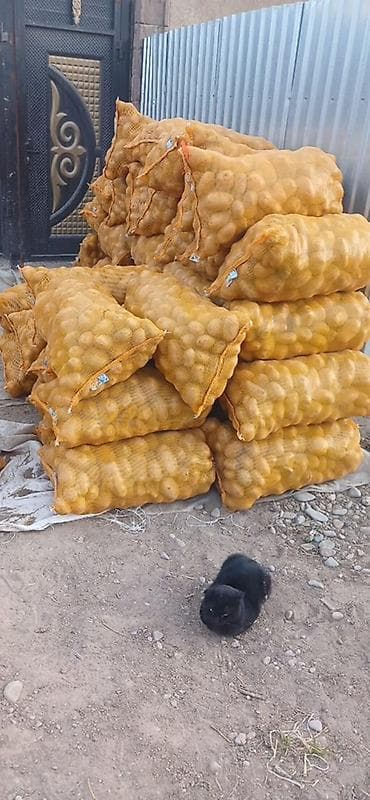 шампиньоны грибы: Картошка — 1