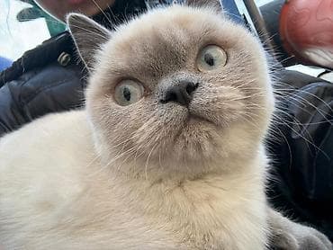 где можно приобрести котенка: Вязка: Британская короткошёрстная, Девочка, 1 год, Белый — 2
