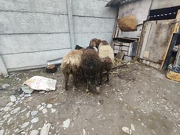 Другие животные: Другие животные — 2