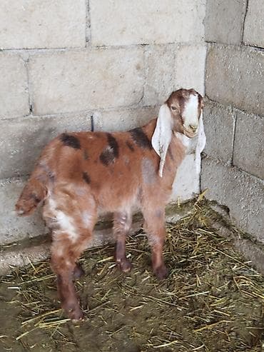 эчки сут багытындагы: Сатам | Улак | Нубий, Битал, Камори | Көбөйтүү үчүн | Асыл тукумдуу — 2