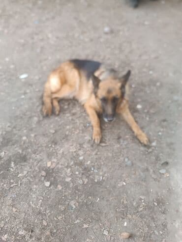 стаффордширский терьер: Щенки немецкой овчарки - Возраст 1,5 месяца. Остались 3 девочки и 1 — 8